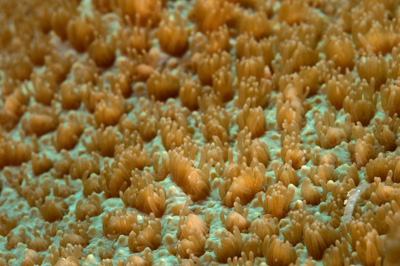 Underwater close-up off the coast of Sudan. Photographs by Amar Guillen.