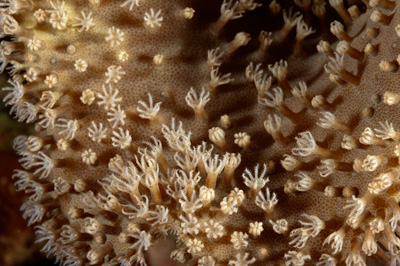 Underwater close-up off the coast of Sudan. Photographs by Amar Guillen.