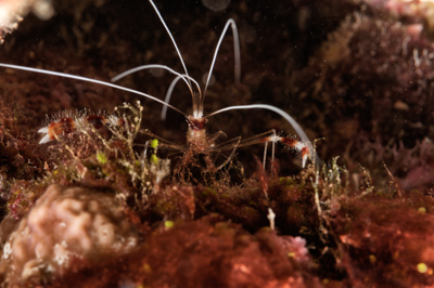 Underwater close-up off the coast of Sudan. Photographs by Amar Guillen.