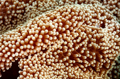 Underwater close-up off the coast of Sudan. Photographs by Amar Guillen.