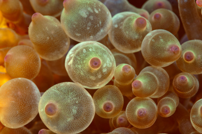 Underwater close-up off the coast of Sudan. Photographs by Amar Guillen.