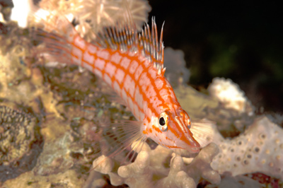 Underwater close-up off the coast of Sudan. Photographs by Amar Guillen.