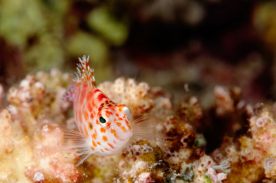 Underwater close-up off the coast of Sudan. Photographs by Amar Guillen.