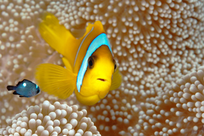 Underwater close-up off the coast of Sudan. Photographs by Amar Guillen.