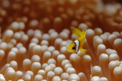 Underwater close-up off the coast of Sudan. Photographs by Amar Guillen.