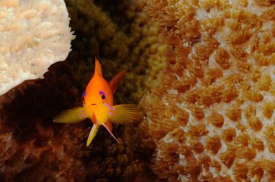 Underwater close-up off the coast of Sudan. Photographs by Amar Guillen.