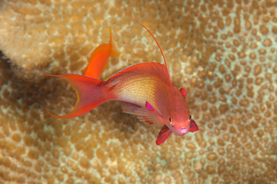 Underwater close-up off the coast of Sudan. Photographs by Amar Guillen.
