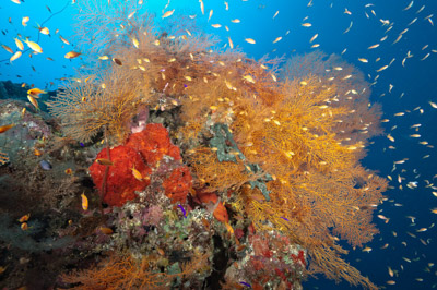 Ambiances sur les récifs coralliens de la Mer Rouge au Soudan. Photographies par Amar Guillen.