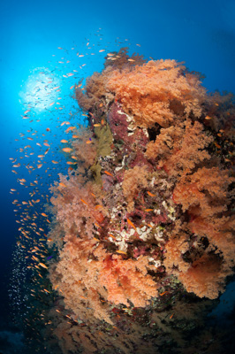 Ambiances sur les récifs coralliens de la Mer Rouge au Soudan. Photographies par Amar Guillen.