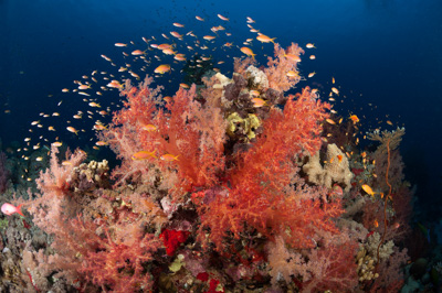 Ambiances sur les récifs coralliens de la Mer Rouge au Soudan. Photographies par Amar Guillen.