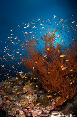 Ambiances sur les récifs coralliens de la Mer Rouge au Soudan. Photographies par Amar Guillen.