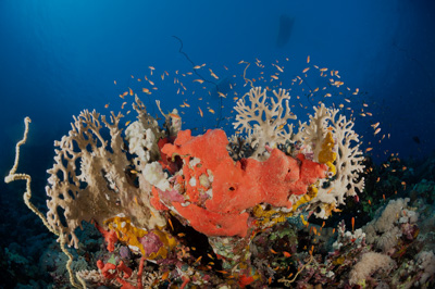 Ambiances sur les récifs coralliens de la Mer Rouge au Soudan. Photographies par Amar Guillen.