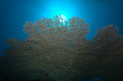 Ambiances sur les récifs coralliens de la Mer Rouge au Soudan. Photographies par Amar Guillen.