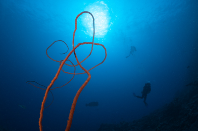 Ambiances sur les récifs coralliens de la Mer Rouge au Soudan. Photographies par Amar Guillen.