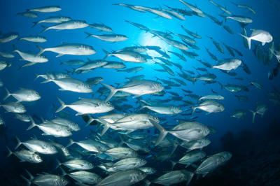 Ambiances sur les récifs coralliens de la Mer Rouge au Soudan. Photographies par Amar Guillen.