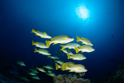 Ambiances sur les récifs coralliens de la Mer Rouge au Soudan. Photographies par Amar Guillen.