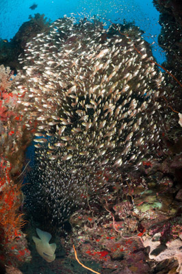 Ambiances sur les récifs coralliens de la Mer Rouge au Soudan. Photographies par Amar Guillen.