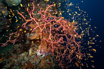 Ambiances sur les récifs coralliens de la Mer Rouge au Soudan. Photographies par Amar Guillen.
