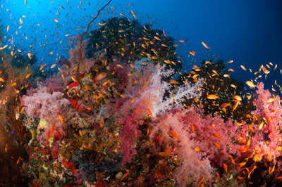 Ambiances sur les récifs coralliens de la Mer Rouge au Soudan. Photographies par Amar Guillen.