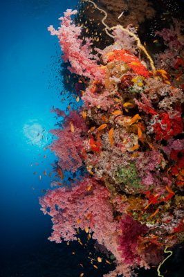 Ambiances sur les récifs coralliens de la Mer Rouge au Soudan. Photographies par Amar Guillen.