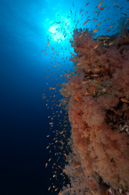 Ambiances sur les récifs coralliens de la Mer Rouge au Soudan. Photographies par Amar Guillen.