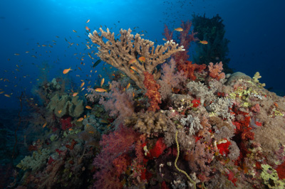 Ambiances sur les récifs coralliens de la Mer Rouge au Soudan. Photographies par Amar Guillen.