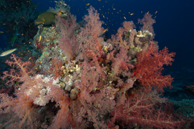 Ambiances sur les récifs coralliens de la Mer Rouge au Soudan. Photographies par Amar Guillen.