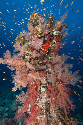 Ambiances sur les récifs coralliens de la Mer Rouge au Soudan. Photographies par Amar Guillen.