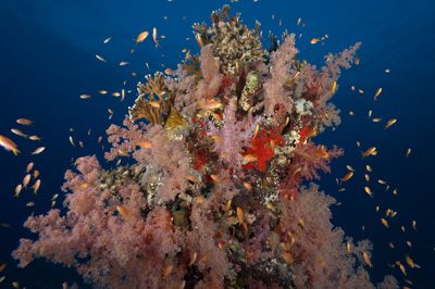 Ambiances sur les récifs coralliens de la Mer Rouge au Soudan. Photographies par Amar Guillen.