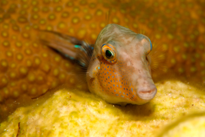 Gros plans de la faune sous-marine du Golfe du Mexique au large du Texas. Photographies par Amar Guillen.