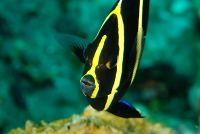Gros plans de la faune sous-marine du Golfe du Mexique au large du Texas. Photographies par Amar Guillen.
