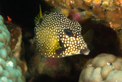 Gros plans de la faune sous-marine du Golfe du Mexique au large du Texas. Photographies par Amar Guillen.