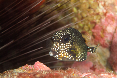 Gros plans de la faune sous-marine du Golfe du Mexique au large du Texas. Photographies par Amar Guillen.