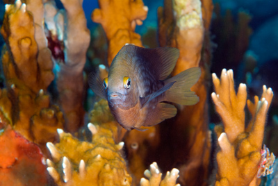 Gros plans de la faune sous-marine du Golfe du Mexique au large du Texas. Photographies par Amar Guillen.
