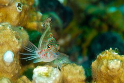Gros plans de la faune sous-marine du Golfe du Mexique au large du Texas. Photographies par Amar Guillen.