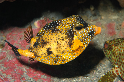 Gros plans de la faune sous-marine du Golfe du Mexique au large du Texas. Photographies par Amar Guillen.