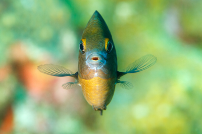 Gros plans de la faune sous-marine du Golfe du Mexique au large du Texas. Photographies par Amar Guillen.