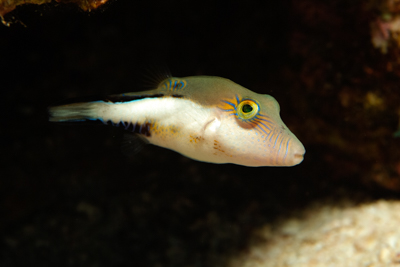 Gros plans de la faune sous-marine du Golfe du Mexique au large du Texas. Photographies par Amar Guillen.