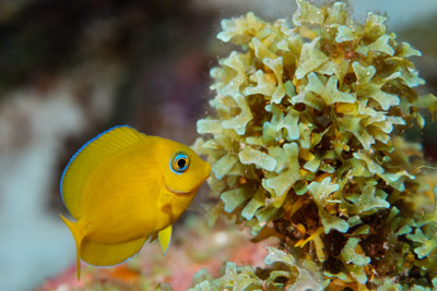 Gros plans de la faune sous-marine du Golfe du Mexique au large du Texas. Photographies par Amar Guillen.