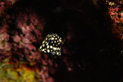 Gros plans de la faune sous-marine du Golfe du Mexique au large du Texas. Photographies par Amar Guillen.