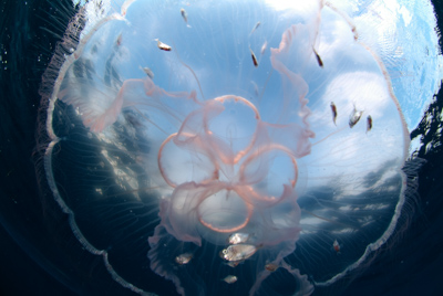 Gros plans de la faune sous-marine du Golfe du Mexique au large du Texas. Photographies par Amar Guillen.