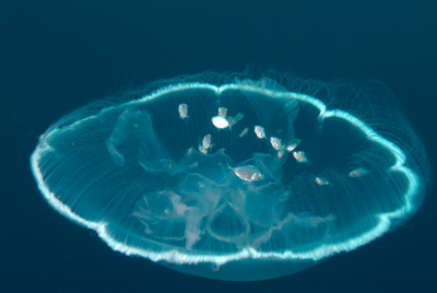 Gros plans de la faune sous-marine du Golfe du Mexique au large du Texas. Photographies par Amar Guillen.