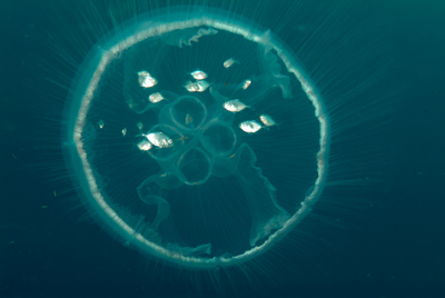 Gros plans de la faune sous-marine du Golfe du Mexique au large du Texas. Photographies par Amar Guillen.