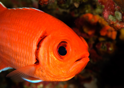 Gros plans de la faune sous-marine du Golfe du Mexique au large du Texas. Photographies par Amar Guillen.