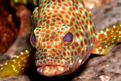 Gros plans de la faune sous-marine du Golfe du Mexique au large du Texas. Photographies par Amar Guillen.