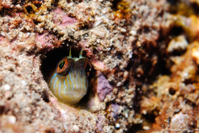 Gros plans de la faune sous-marine du Golfe du Mexique au large du Texas. Photographies par Amar Guillen.