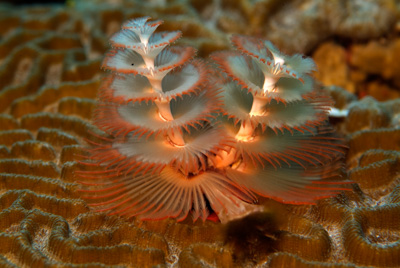 Gros plans de la faune sous-marine du Golfe du Mexique au large du Texas. Photographies par Amar Guillen.
