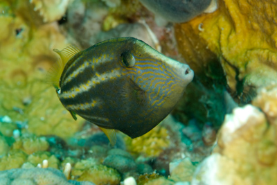 Gros plans de la faune sous-marine du Golfe du Mexique au large du Texas. Photographies par Amar Guillen.