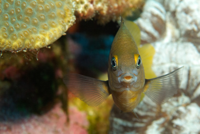 Gros plans de la faune sous-marine du Golfe du Mexique au large du Texas. Photographies par Amar Guillen.