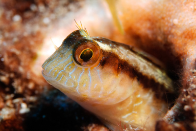 Gros plans de la faune sous-marine du Golfe du Mexique au large du Texas. Photographies par Amar Guillen.